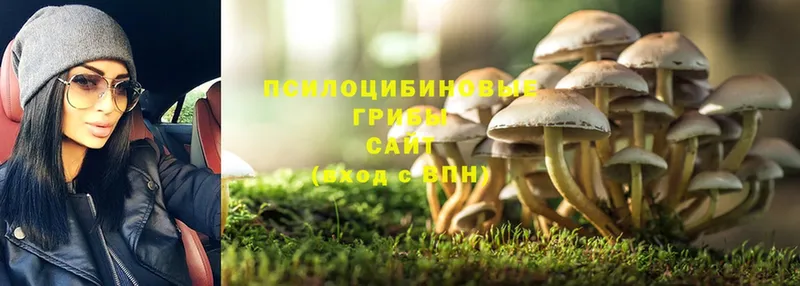 где продают наркотики  Новоузенск  Псилоцибиновые грибы Cubensis 